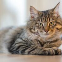 Fluffy tabby cat lounging indoors, exuding calm and curiosity.
