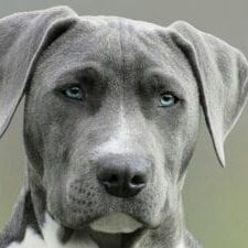 High-resolution close-up portrait of a gray dog with striking blue eyes, capturing elegant features.